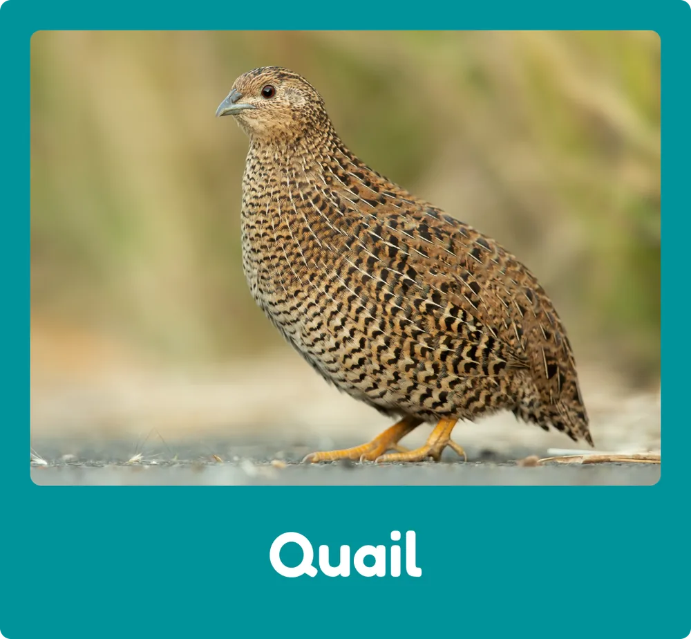 Quail