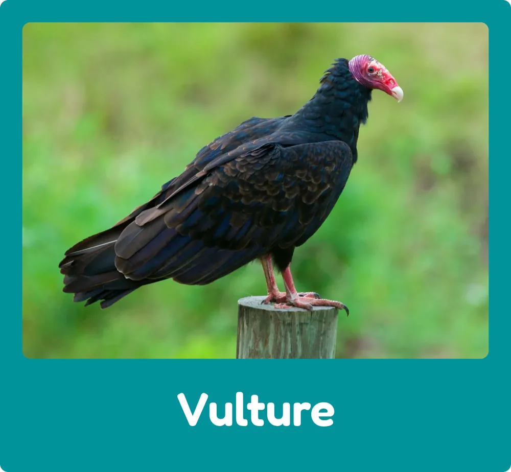 Vulture