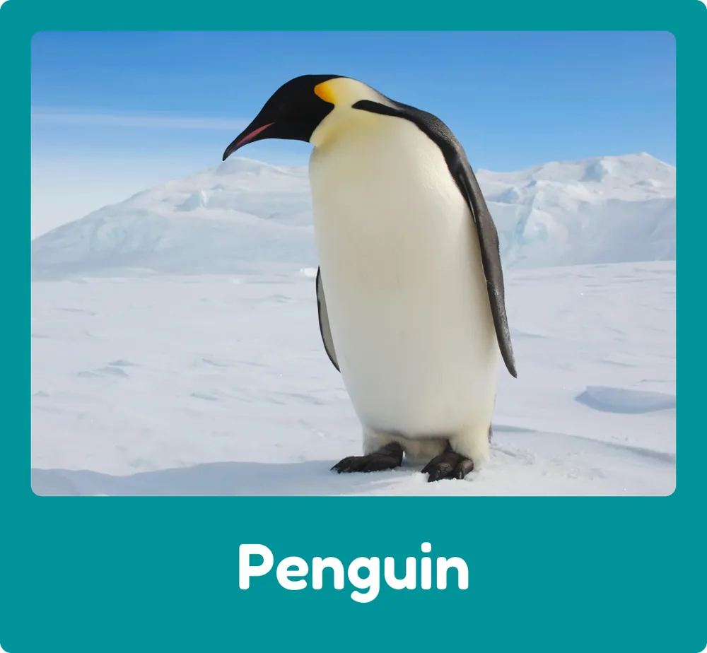 Penguin