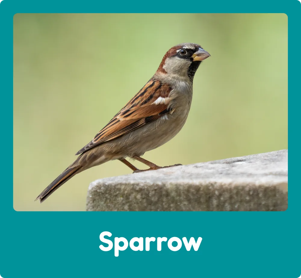 Sparrow
