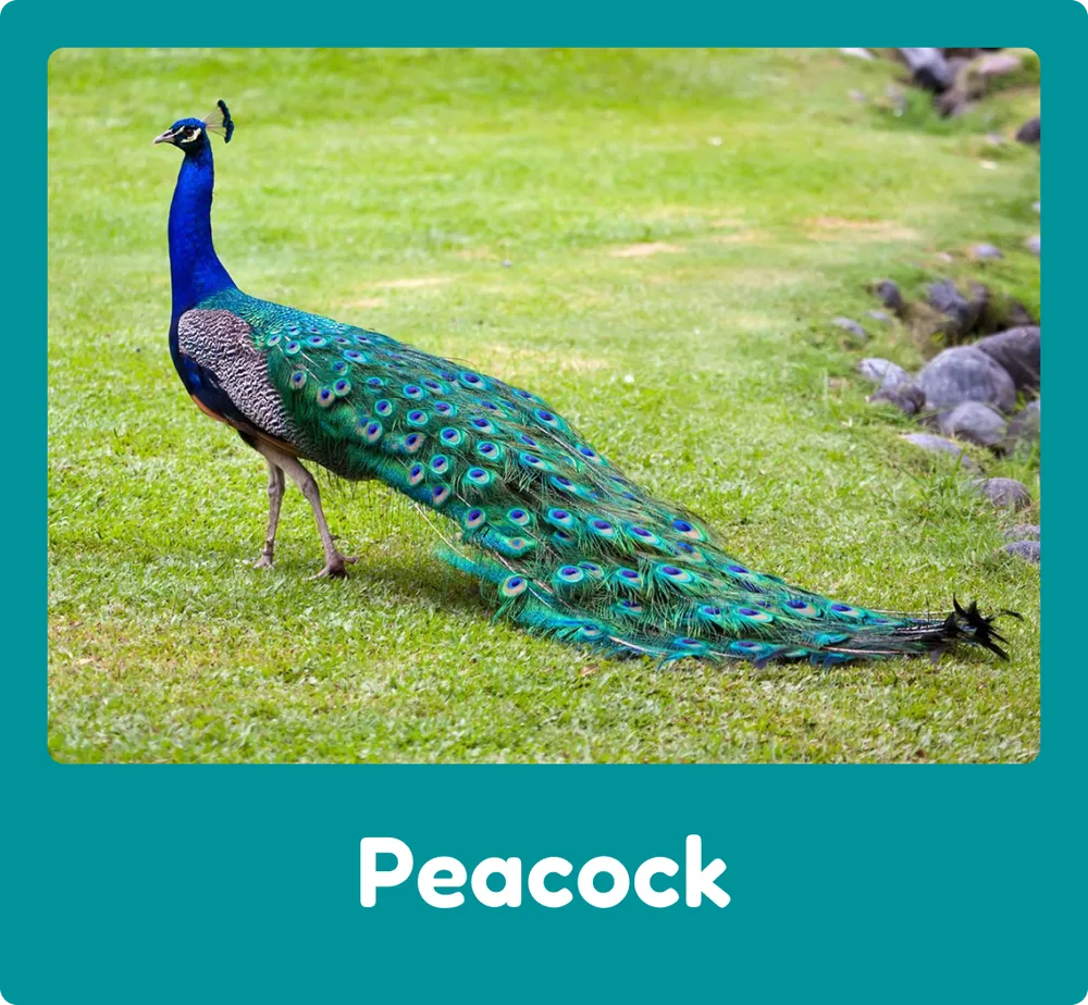 Peacock