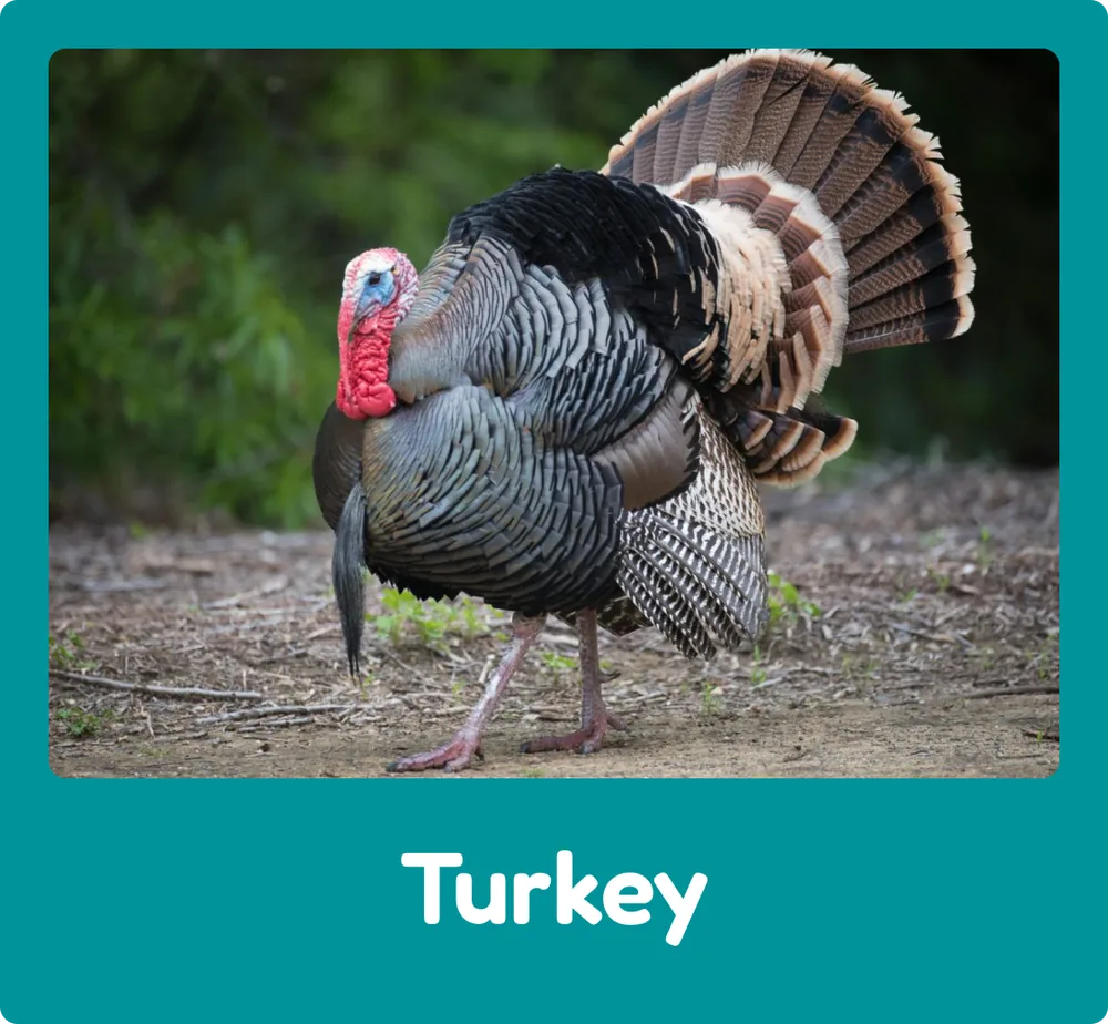 Turkey