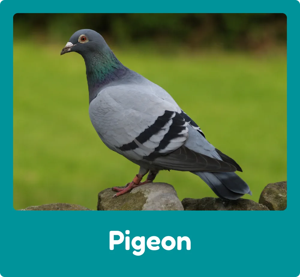 Pigeon