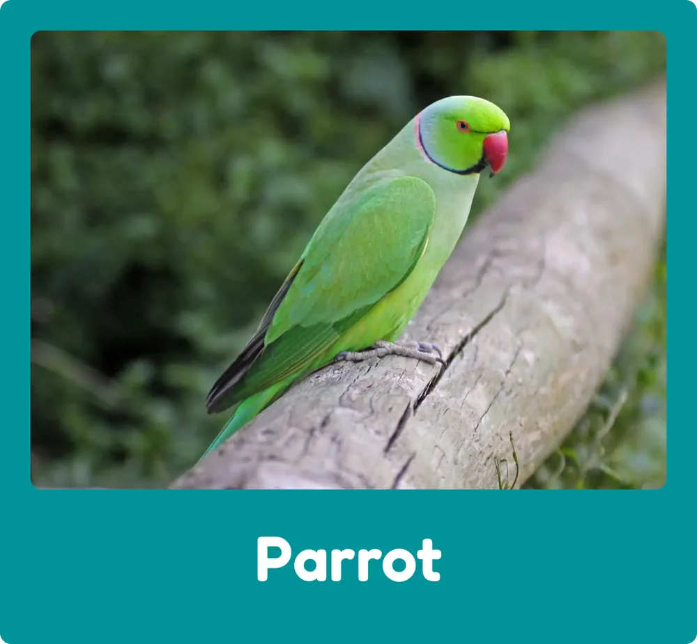 Parrot