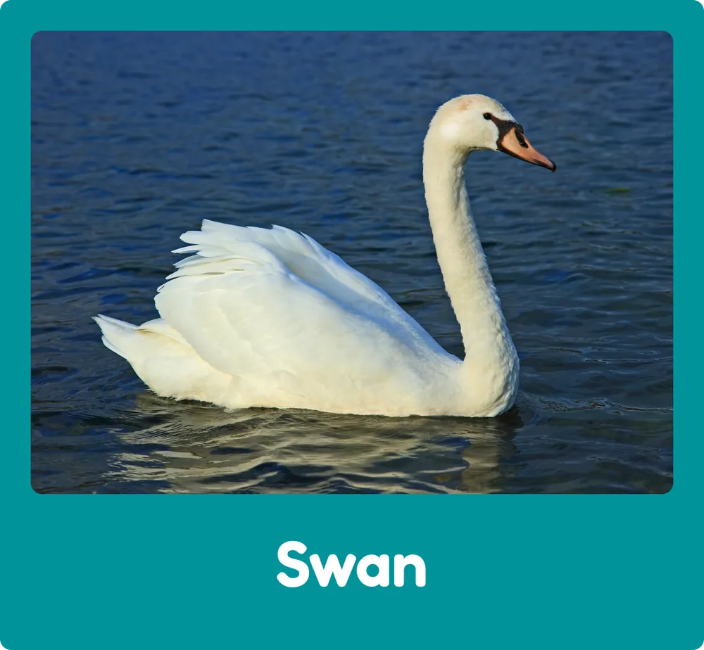 Swan