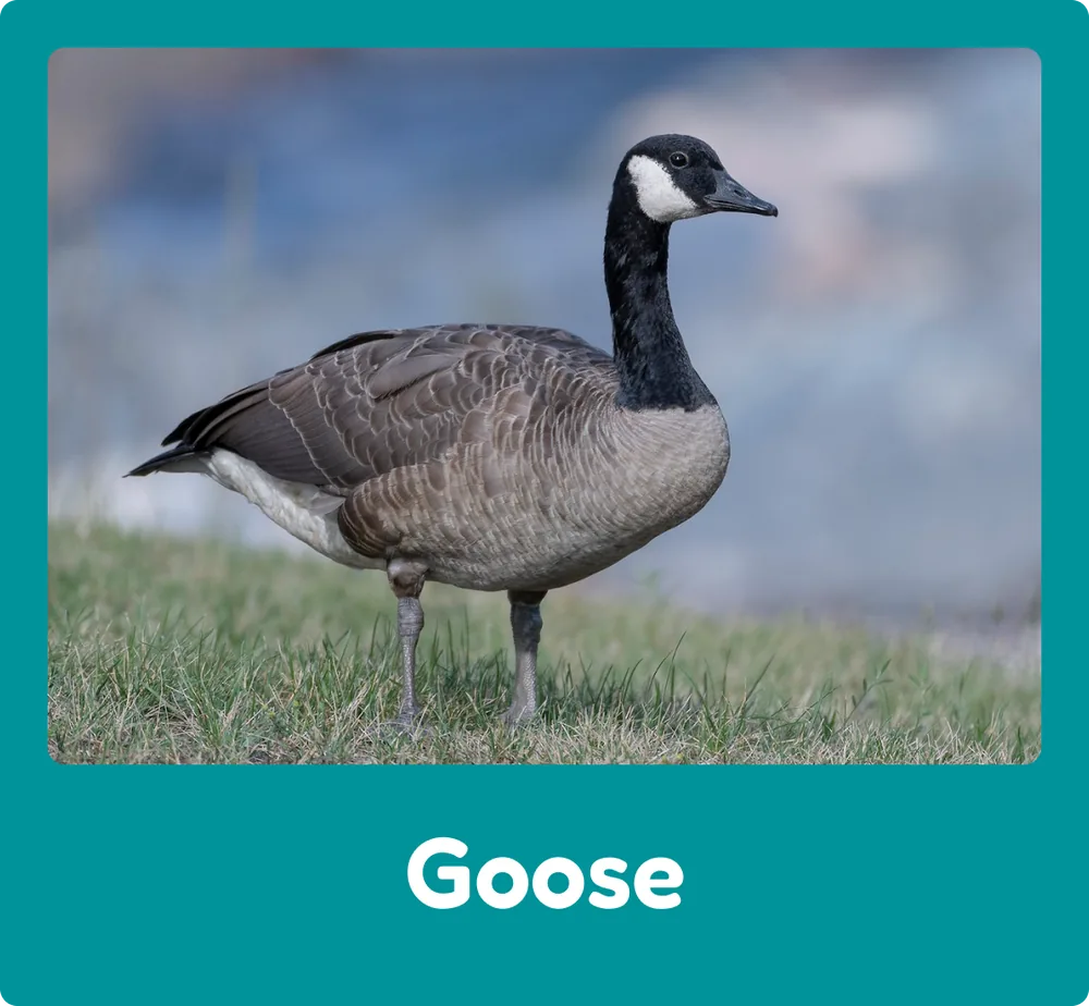 Goose