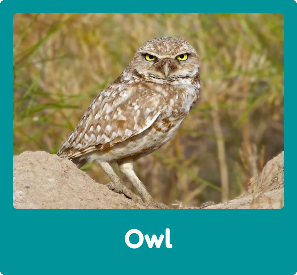 Owl