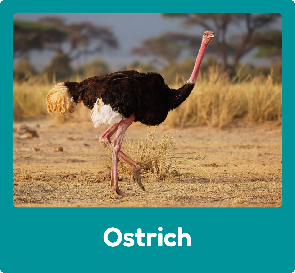 Ostrich