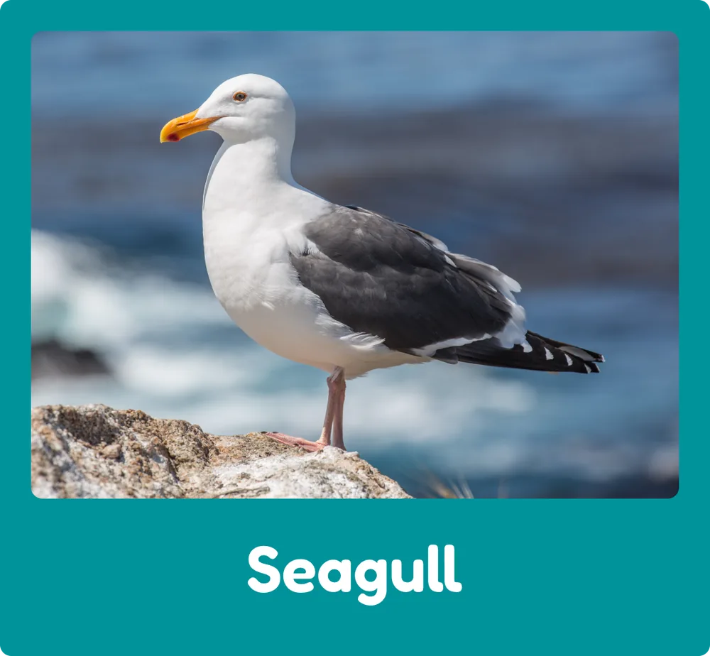 Seagull