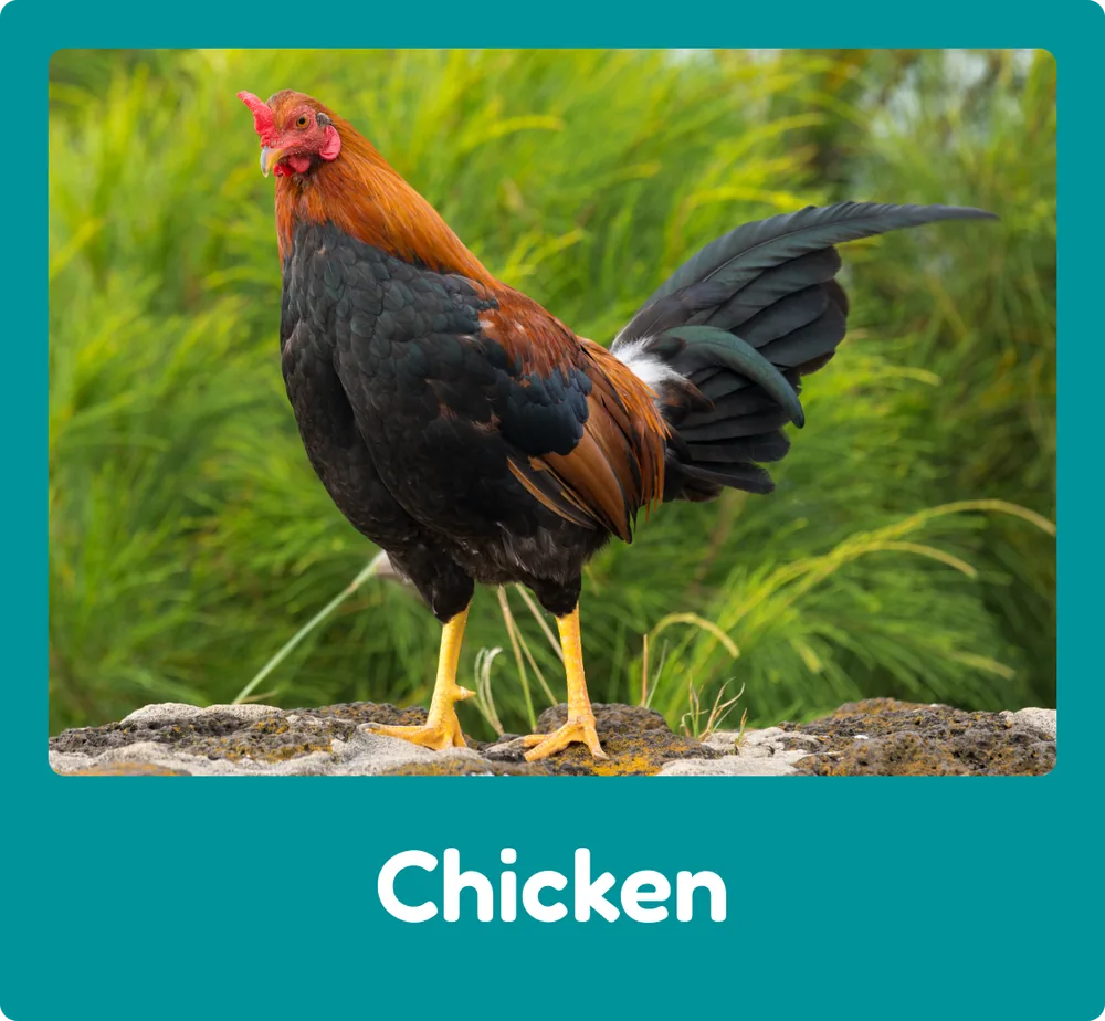Chicken