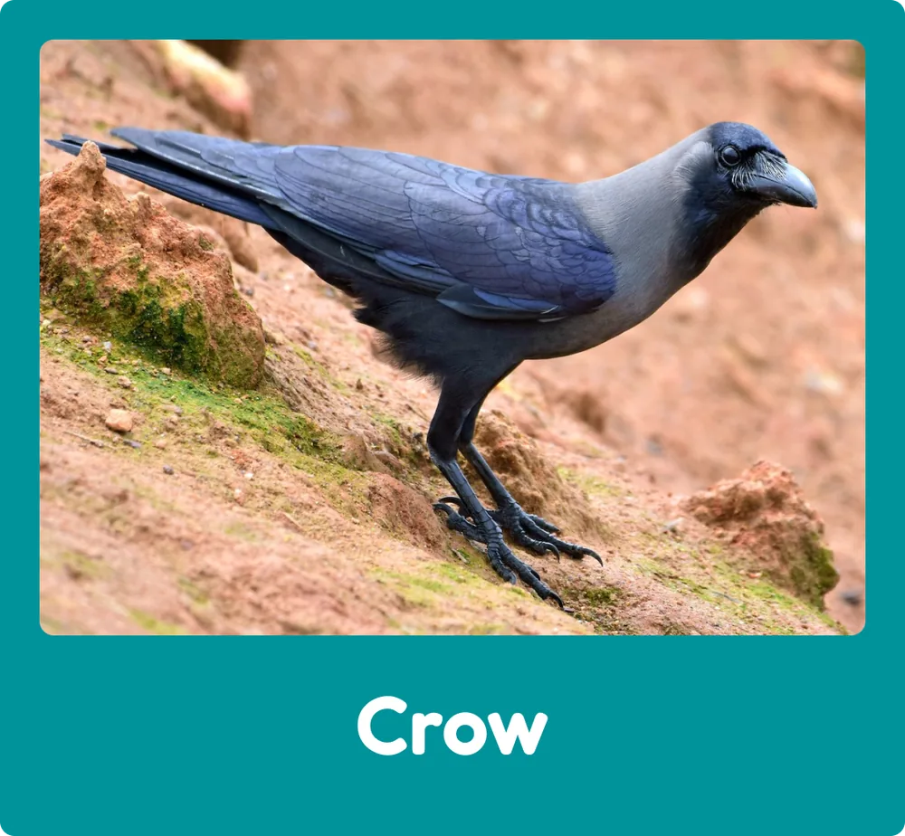 Crow