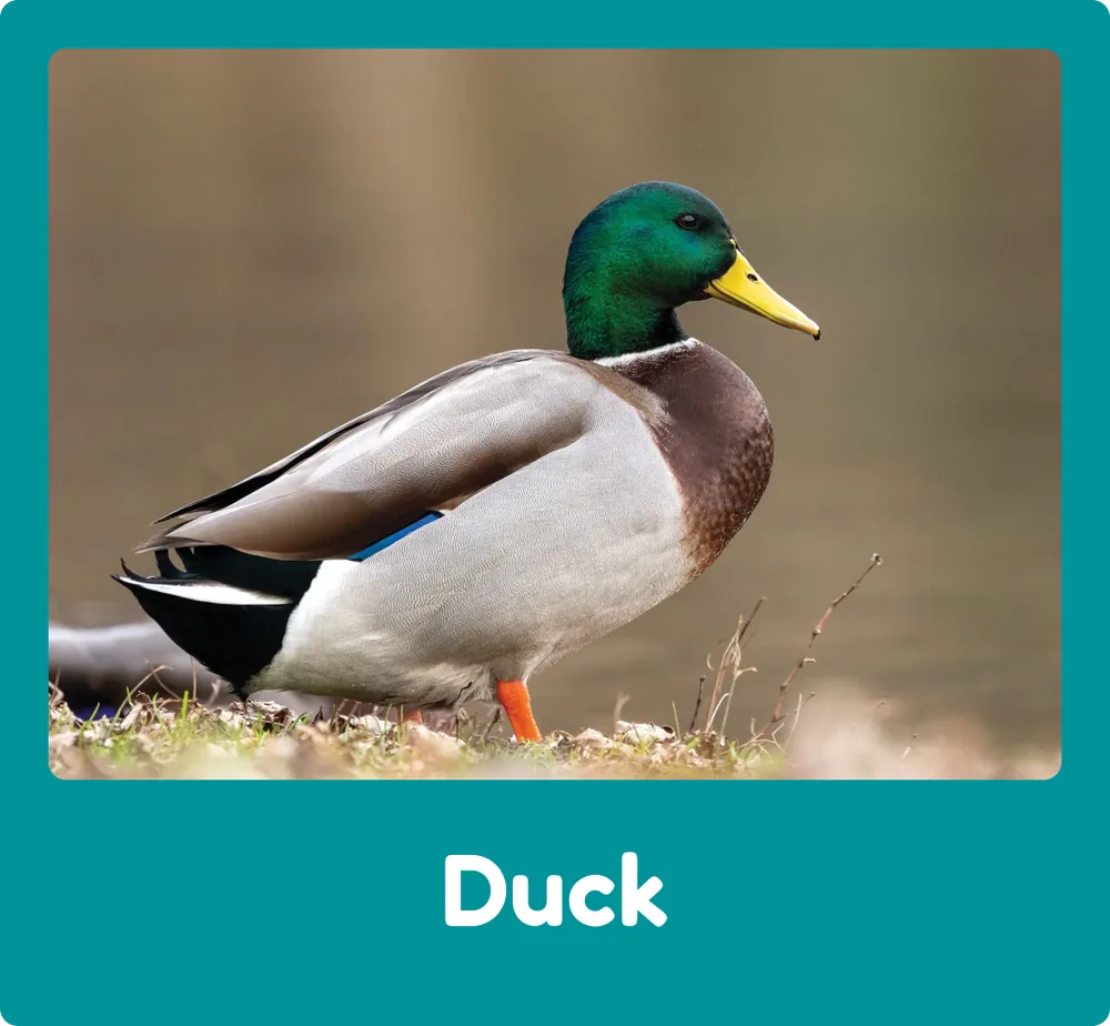 Duck