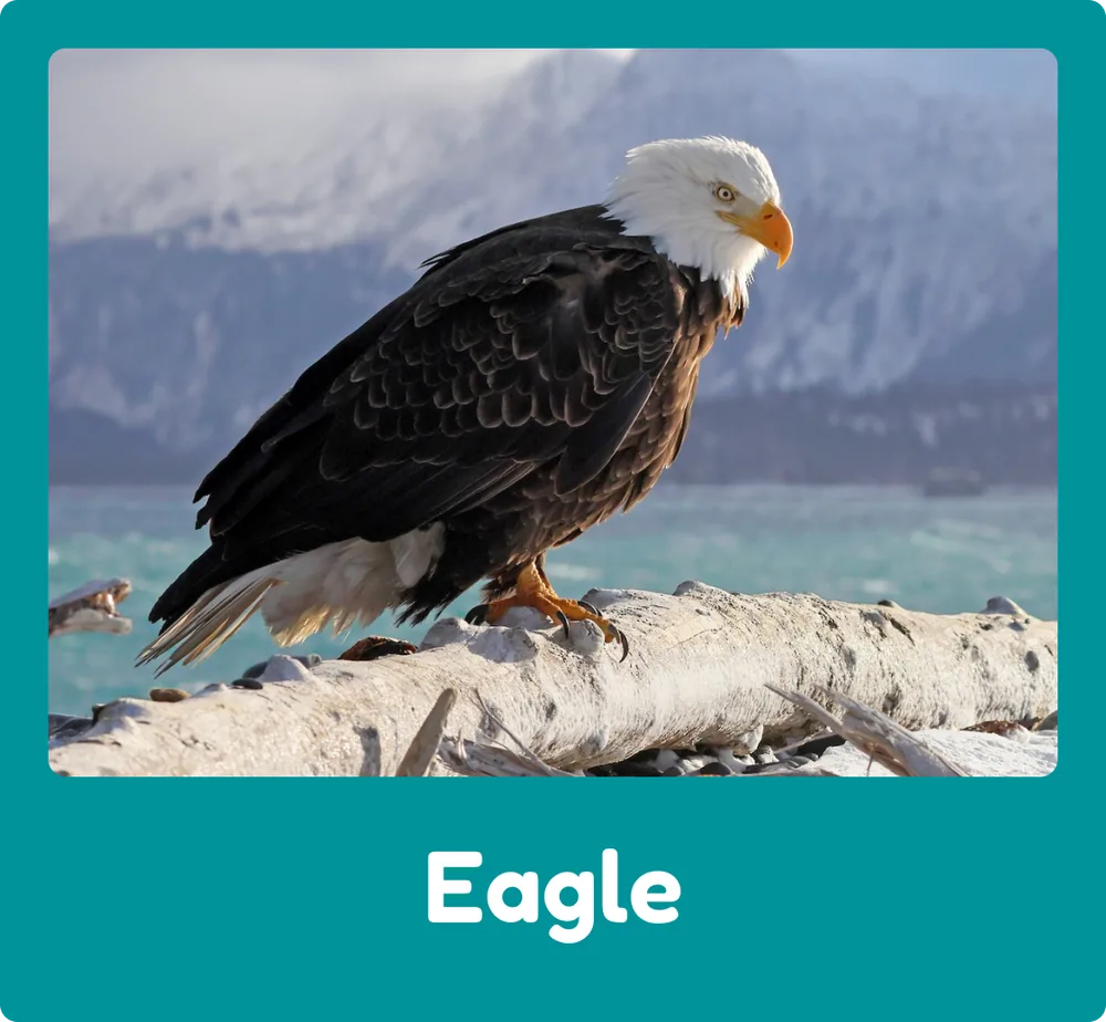 Eagle