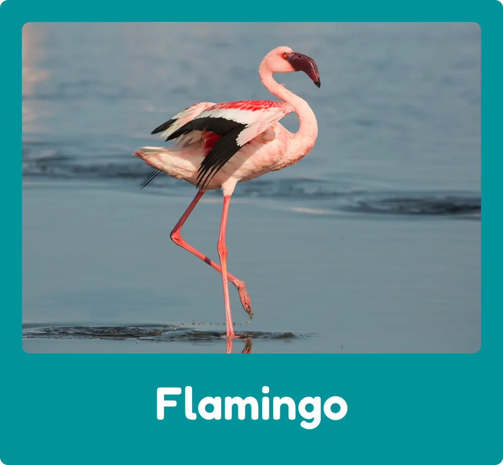 Flamingo