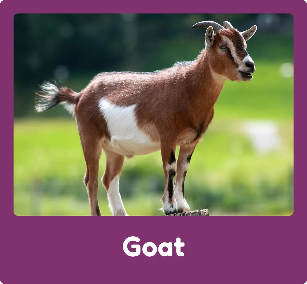 Goat