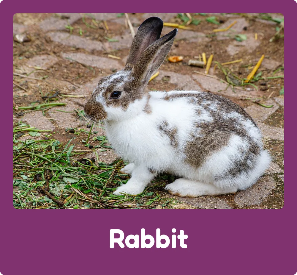 Rabbit