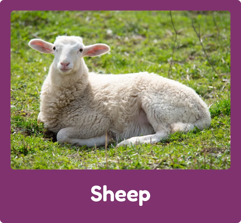 Sheep