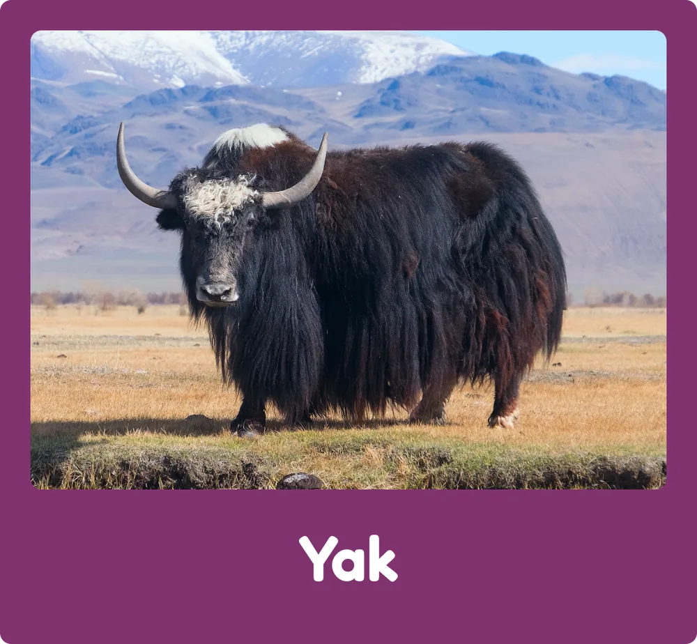 Yak