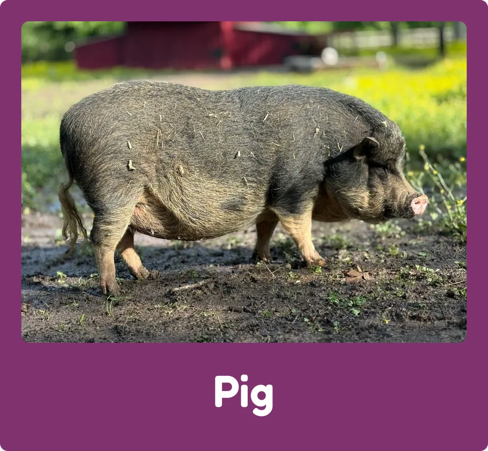 Pig