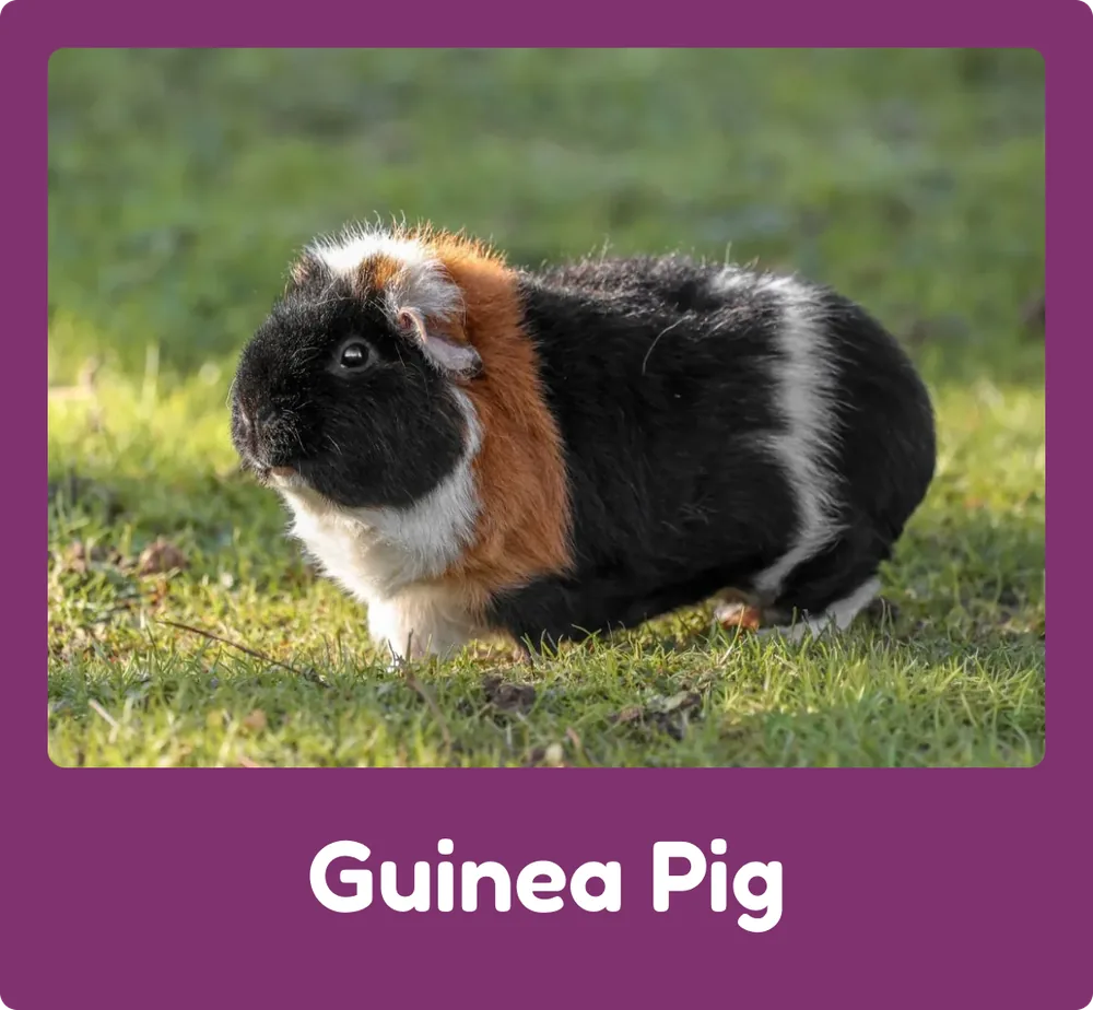 Guinea Pig