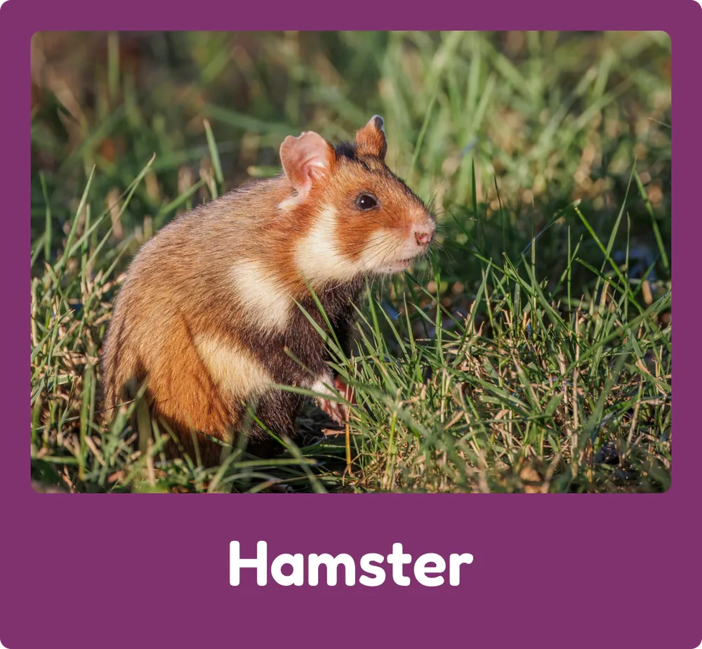 Hamster