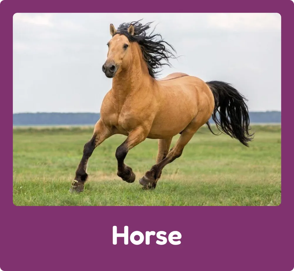Horse