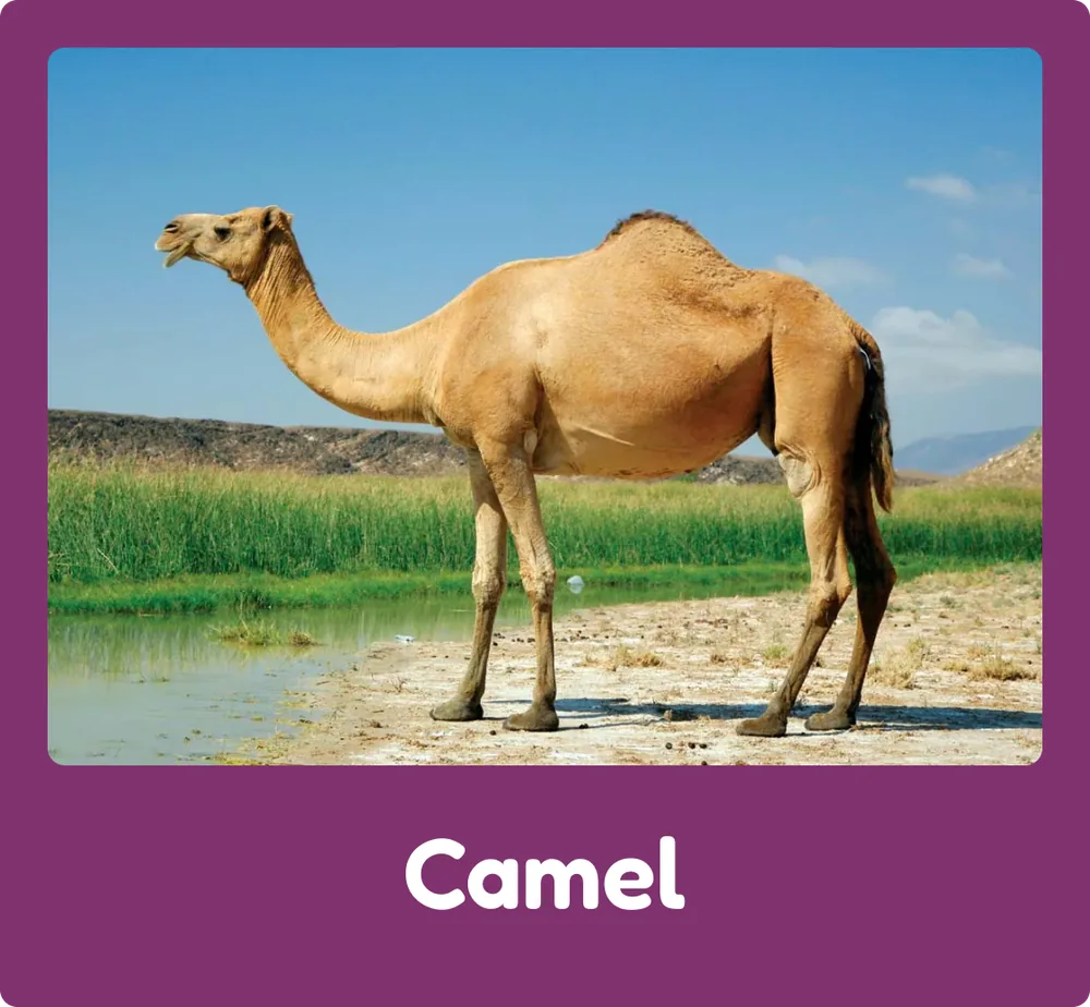 Camel