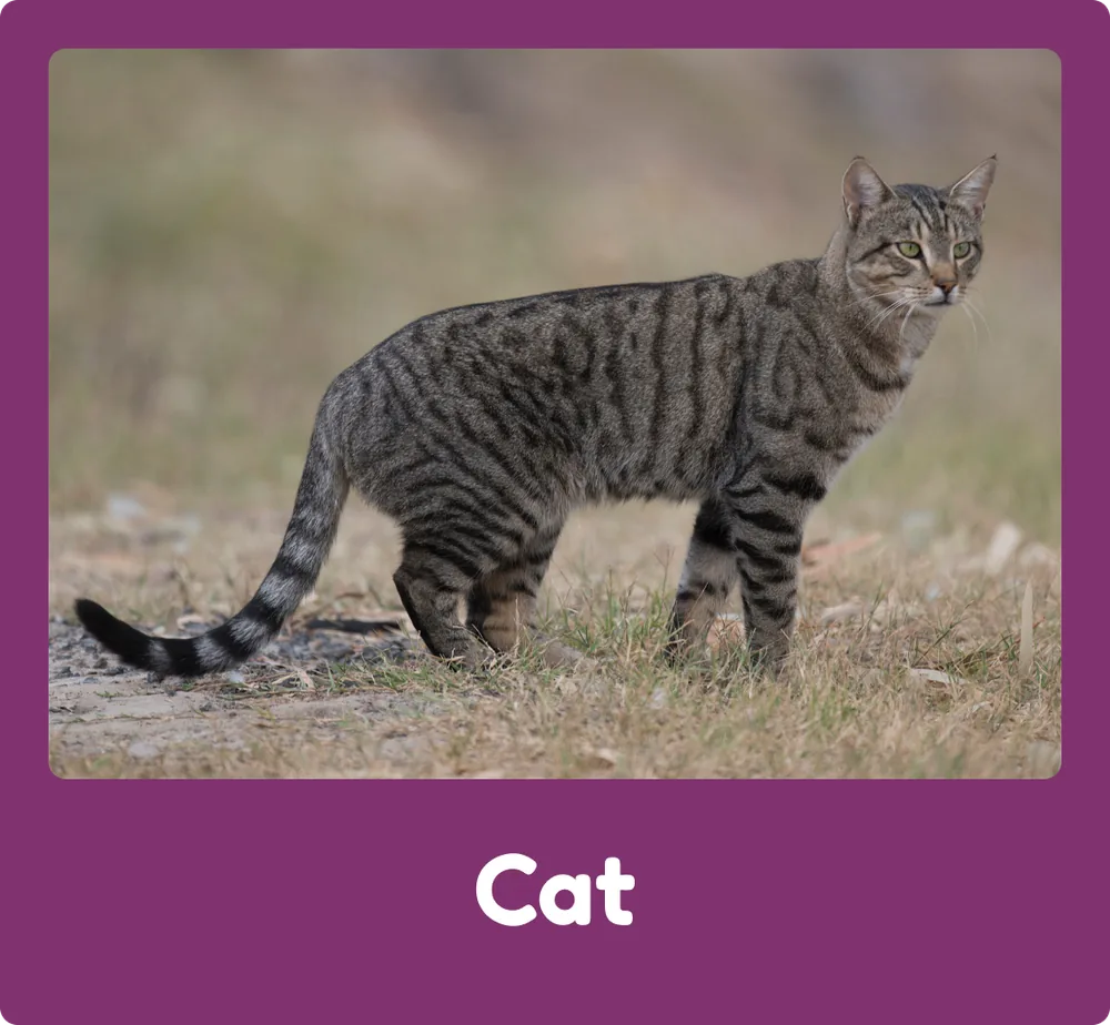 Cat