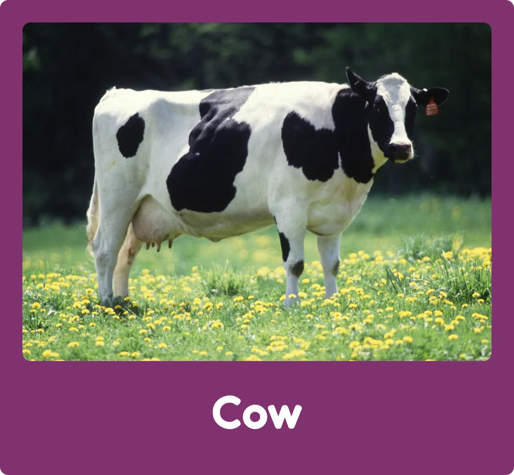 Cow