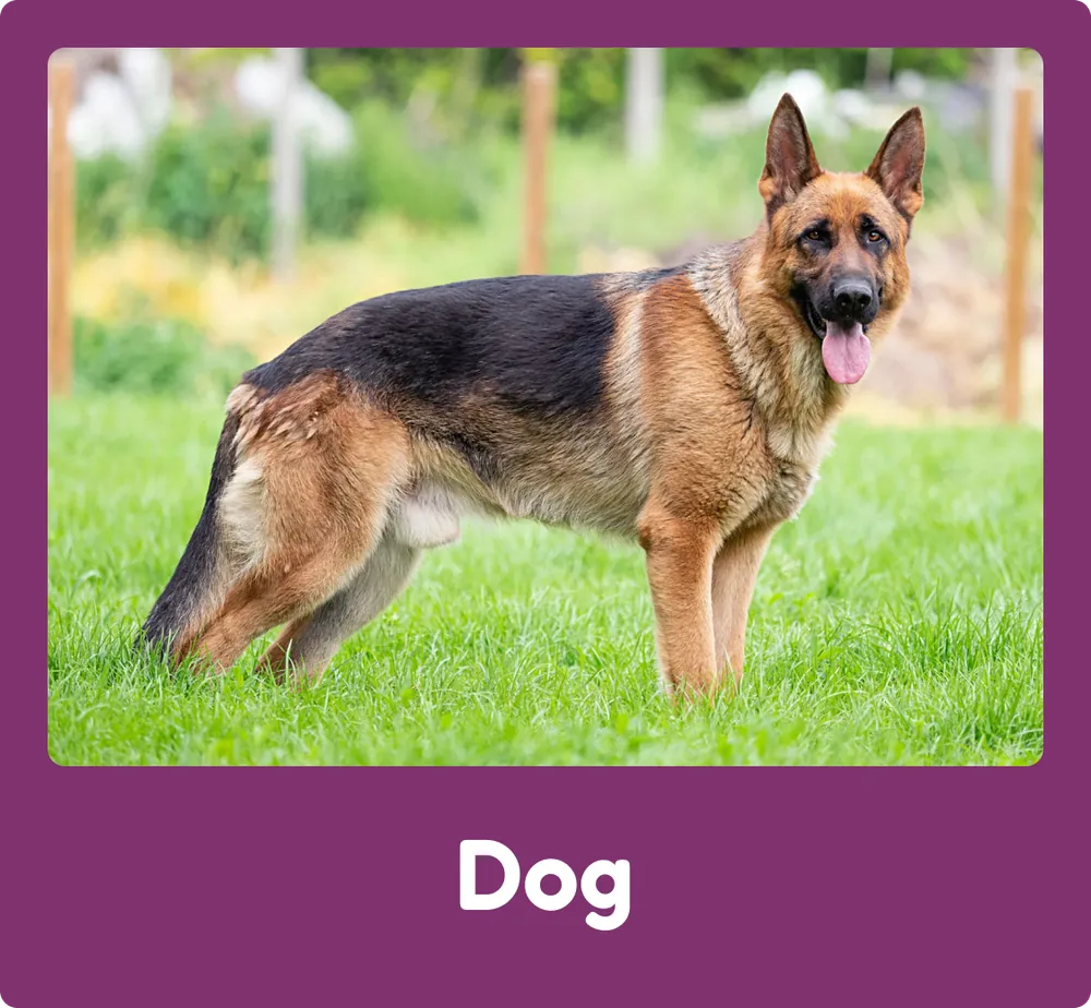 Dog