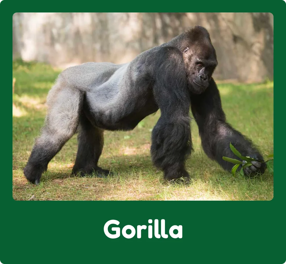 Gorilla
