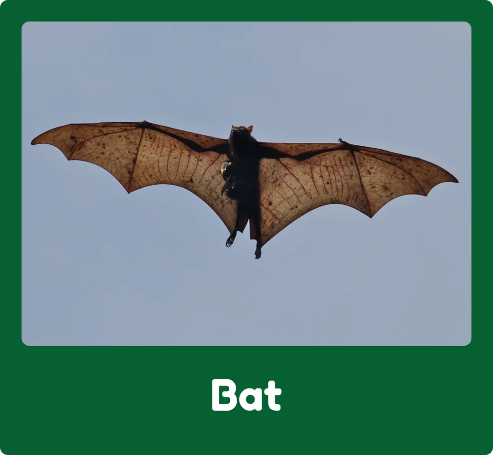 Bat