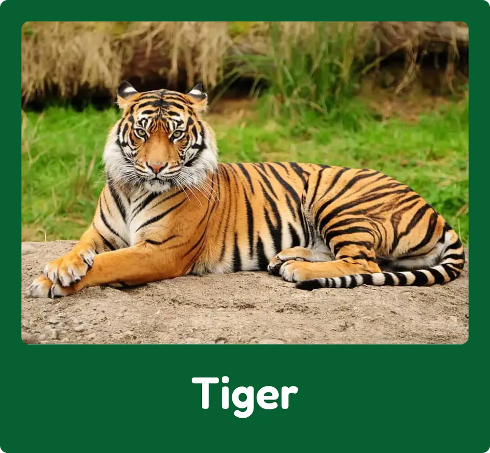 Tiger