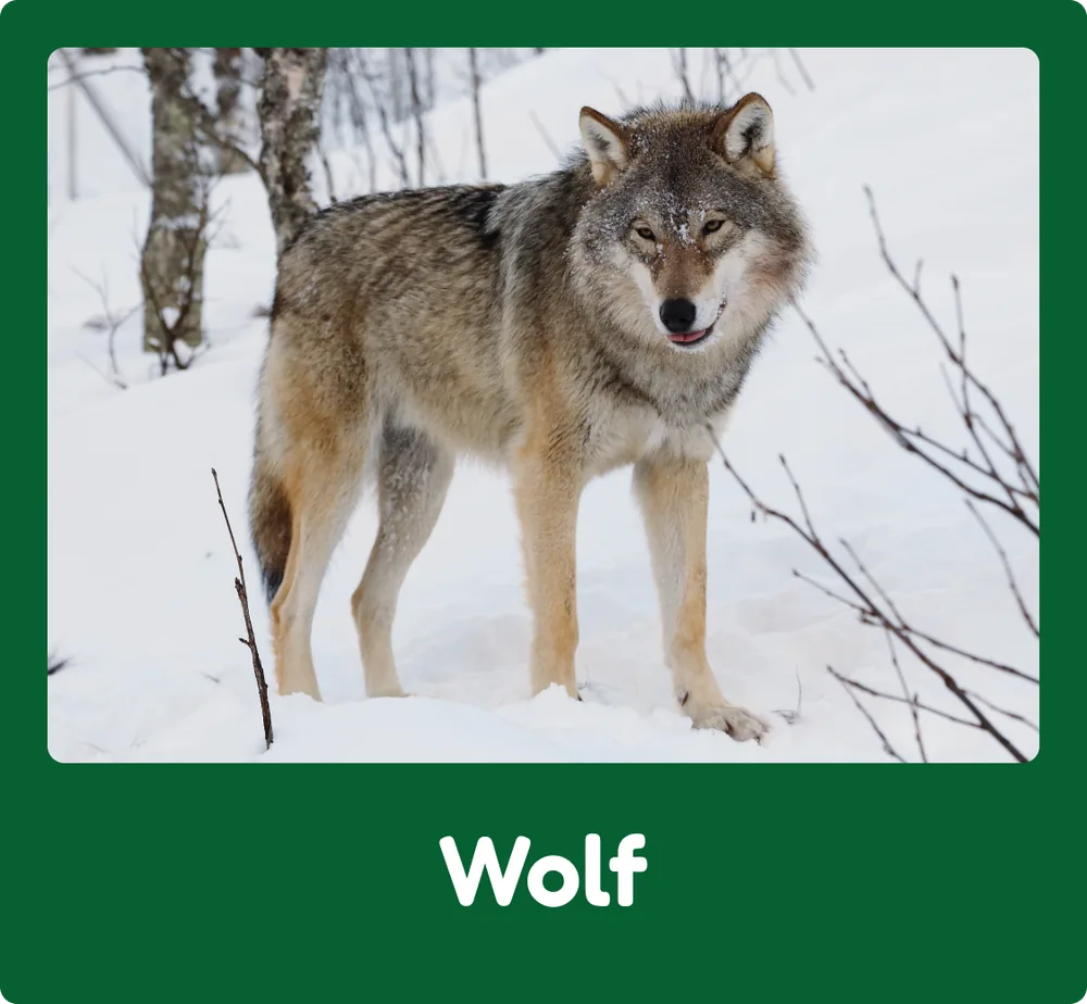 Wolf
