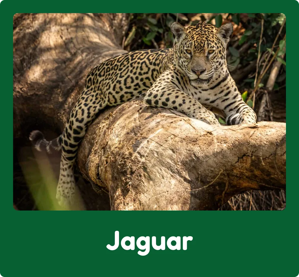 Jaguar