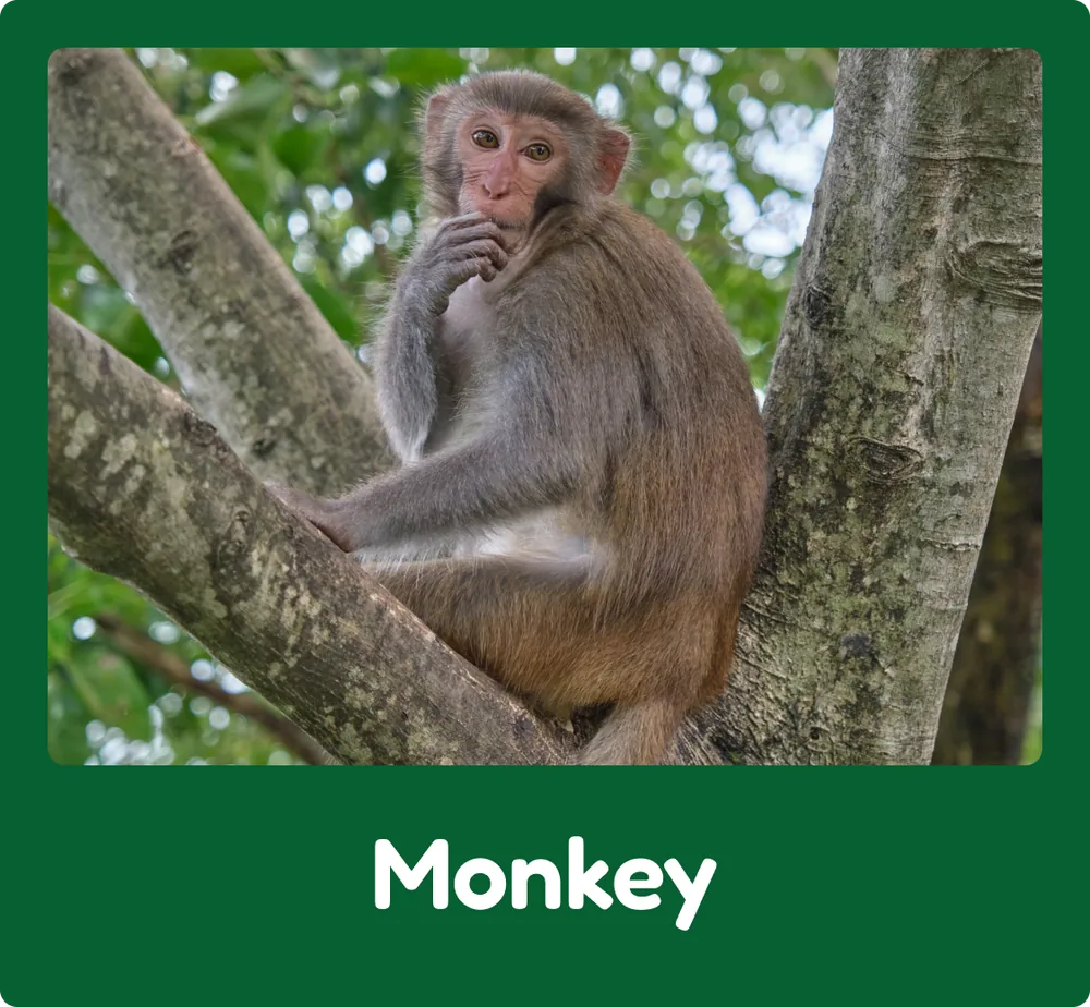 Monkey