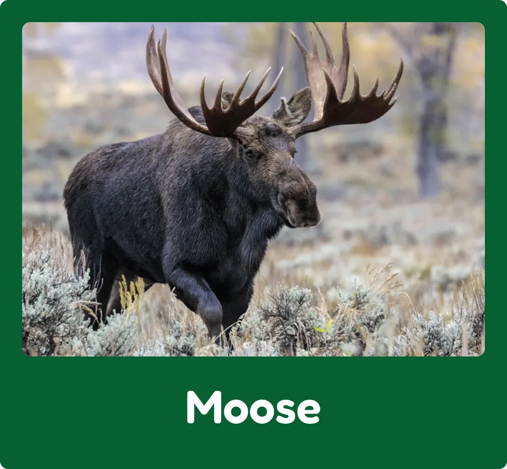 Moose