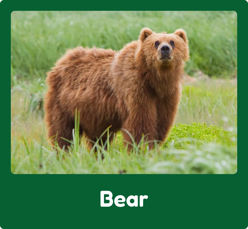 Bear