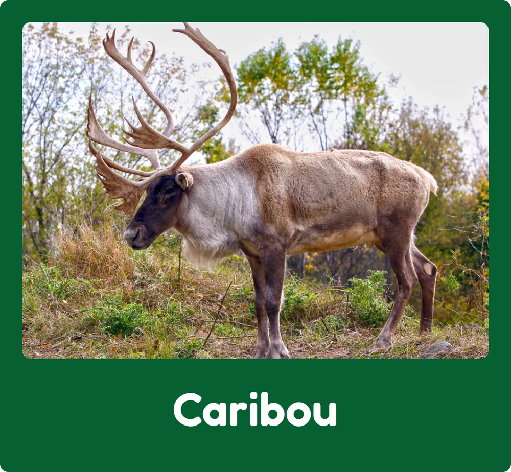 Caribou