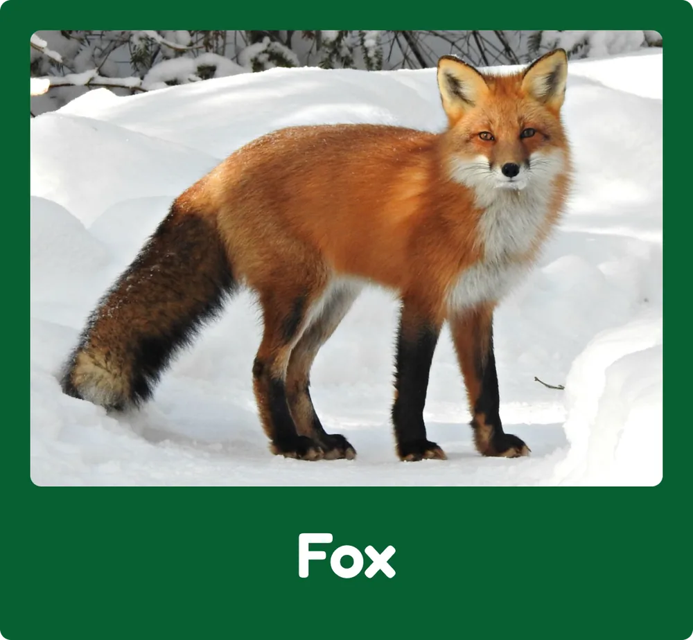 Fox