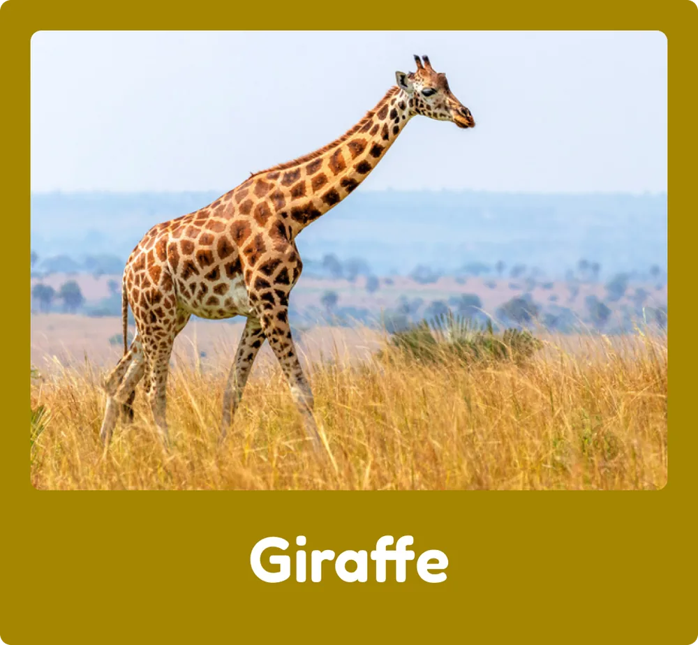 Giraffe