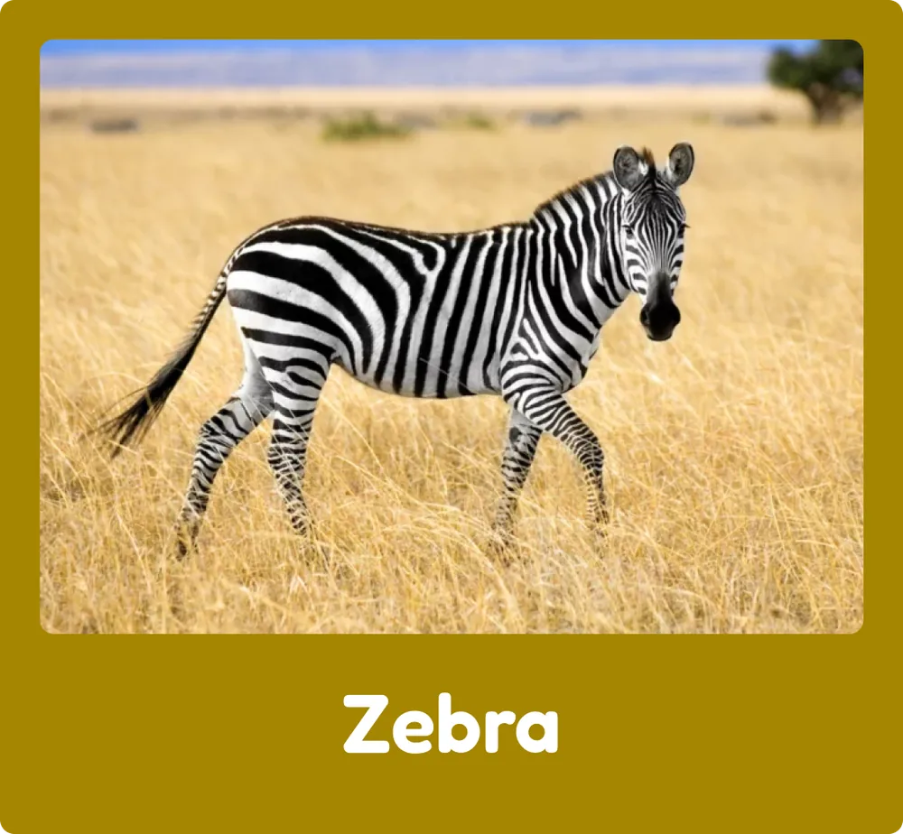 Zebra