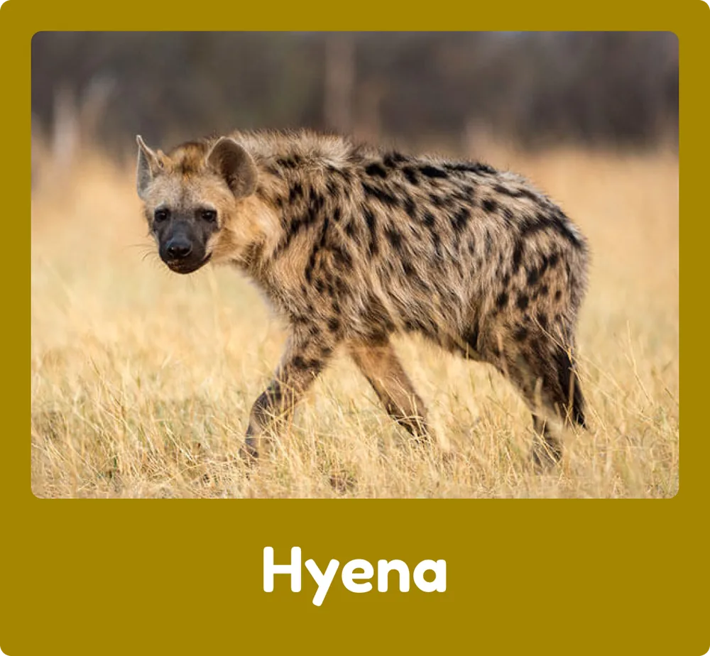 Hyena