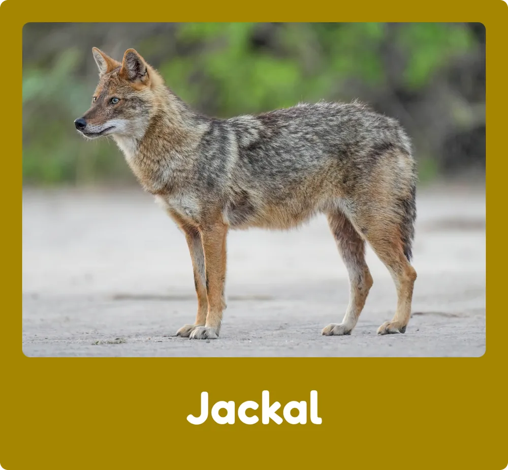 Jackal