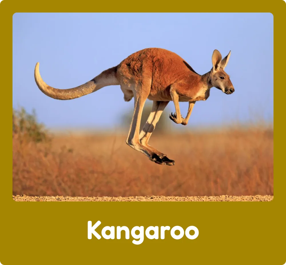 Kangaroo