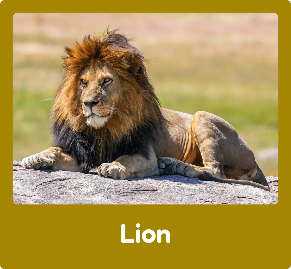 Lion