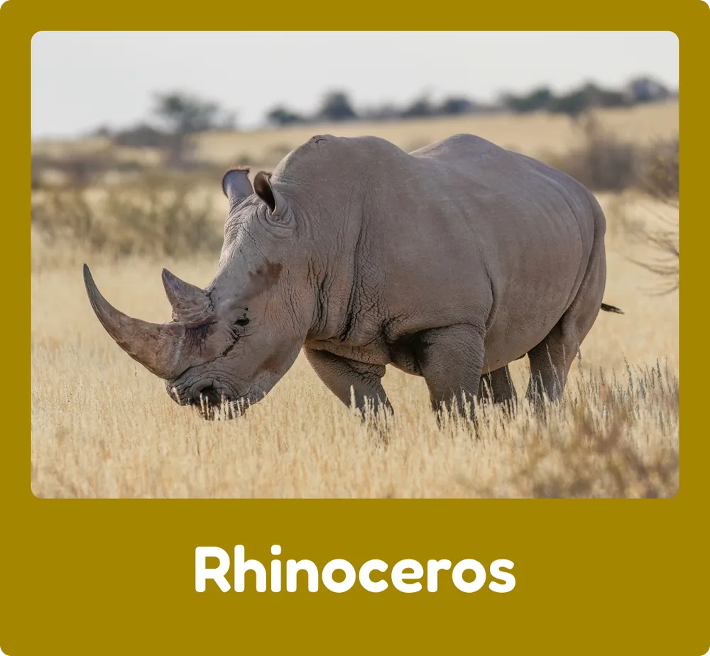 Rhinoceros