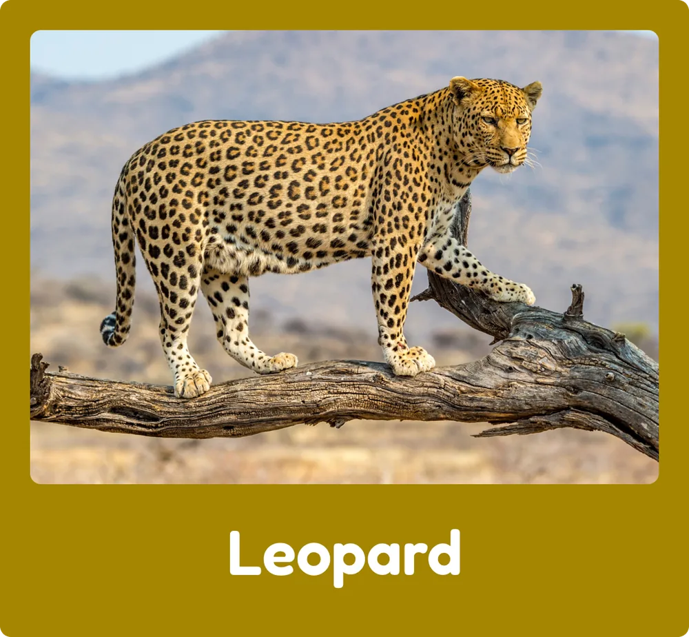Leopard
