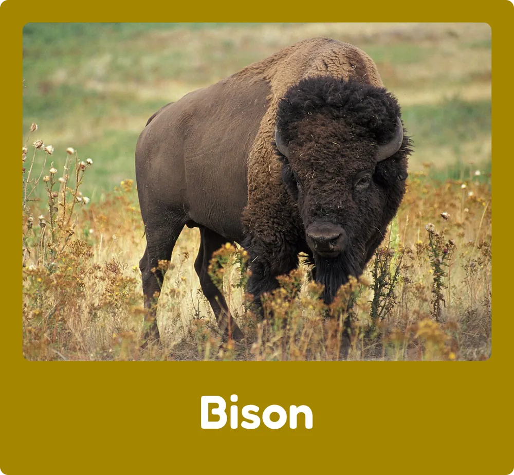Bison