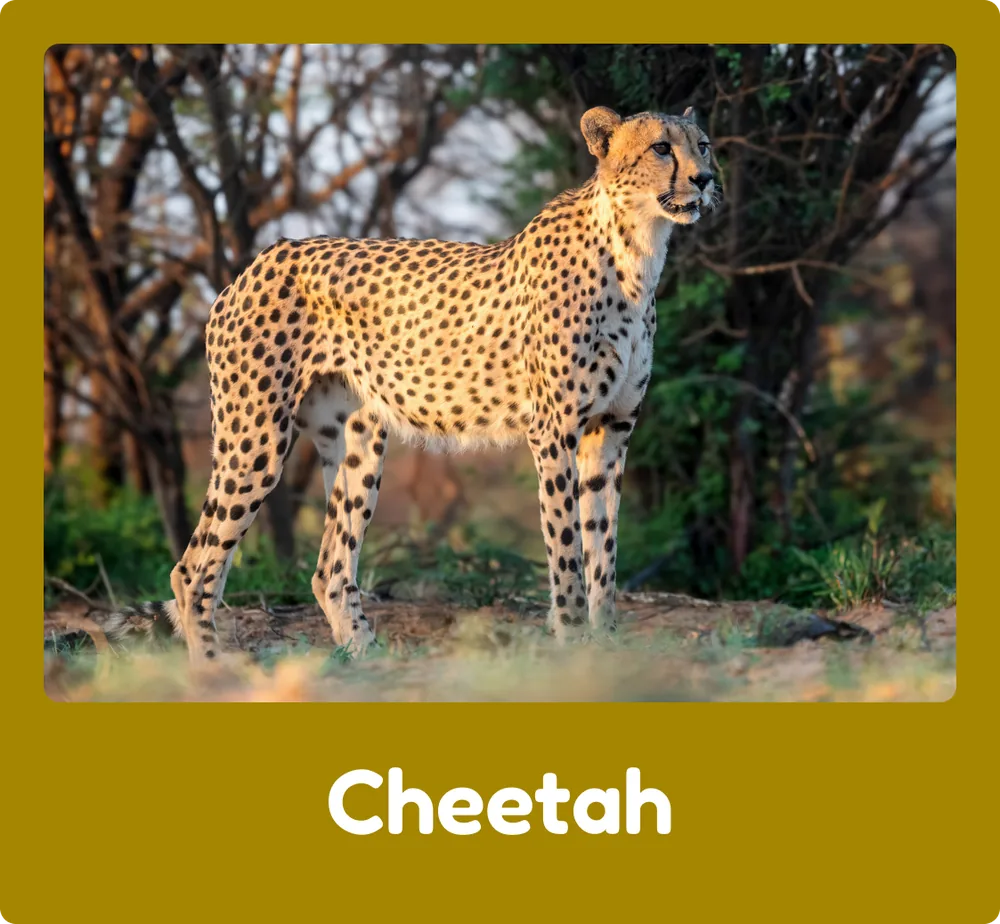 Cheetah